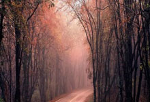 帕尔马击败博洛尼亚，保住保级希望